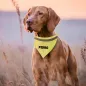 Collar alta visibilidad para mascotas