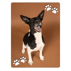 Portafotos en madera con motivos de perros personalizable con fotos, diseños, logotipos o textos a todo color.